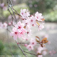 Buy canvas prints of Pink Cherry Blossom by Alison Chambers