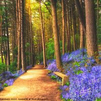 Buy canvas prints of Bluebells Of The Peak by Alison Chambers