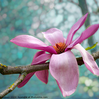 Buy canvas prints of Black Magnolia by Alison Chambers