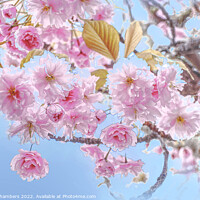 Buy canvas prints of  Cherry Blossom by Alison Chambers