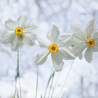 Buy canvas prints of The Poet's Daffodil by Alison Chambers