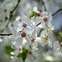 Buy canvas prints of Wild Cherry Blossom  by Alison Chambers