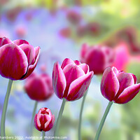 Buy canvas prints of Picotee Tulips by Alison Chambers