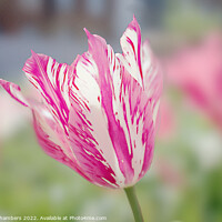 Buy canvas prints of  Tulip by Alison Chambers