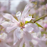 Buy canvas prints of Magnolia Stellata Flower by Alison Chambers