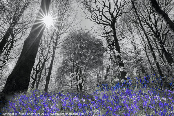 Spring Sunshine Bluebell Wood Colour Selection  Picture Board by Alison Chambers
