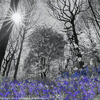 Buy canvas prints of Spring Sunshine Bluebell Wood Colour Selection  by Alison Chambers