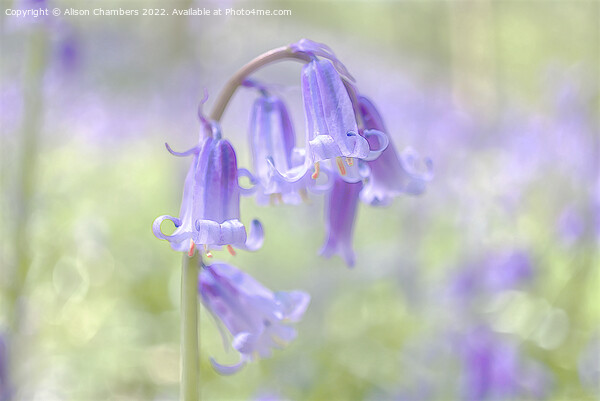 Ethereal Bluebell Flower Picture Board by Alison Chambers
