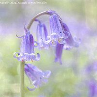 Buy canvas prints of Ethereal Bluebell Flower by Alison Chambers