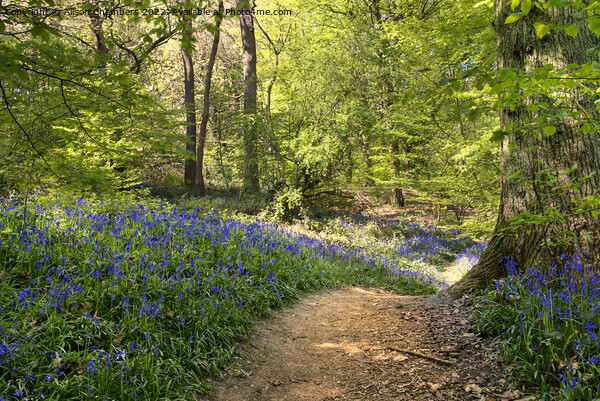 The Winding Bluebell Path, Yorkshire  Picture Board by Alison Chambers