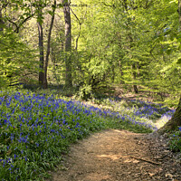 Buy canvas prints of The Winding Bluebell Path, Yorkshire  by Alison Chambers