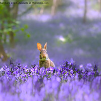 Buy canvas prints of Woodland Rabbit  by Alison Chambers