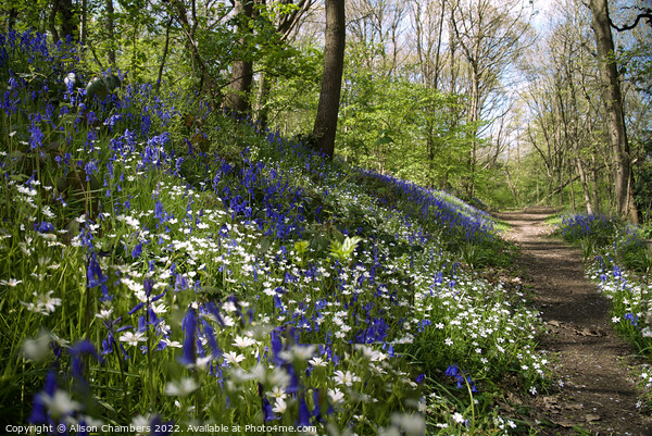 Bluebell and Stitchwort Wood, Yorkshire  Picture Board by Alison Chambers