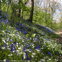 Buy canvas prints of Bluebell and Stitchwort Wood, Yorkshire  by Alison Chambers