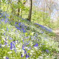 Buy canvas prints of Bluebell and Stitchworts by Alison Chambers
