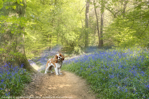 Cavalier King Charles Spaniel Dog Bluebell Wood Picture Board by Alison Chambers