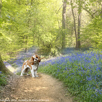 Buy canvas prints of Cavalier King Charles Spaniel Dog Bluebell Wood by Alison Chambers