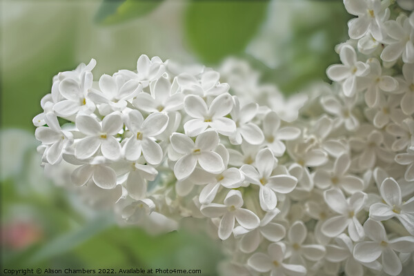 White Lilac Flowers  Picture Board by Alison Chambers