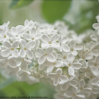Buy canvas prints of White Lilac Flowers  by Alison Chambers