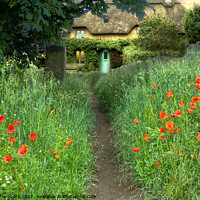 Buy canvas prints of Poppy Lane Cottage by Alison Chambers
