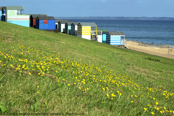 Tankerton Slopes Buttercups Picture Board by Alison Chambers