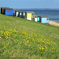 Buy canvas prints of Tankerton Slopes Buttercups by Alison Chambers