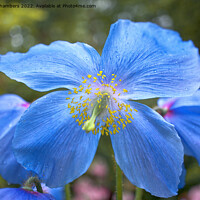 Buy canvas prints of Himalayan Blue Poppy by Alison Chambers