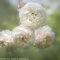 Buy canvas prints of Romantic White Roses by Alison Chambers