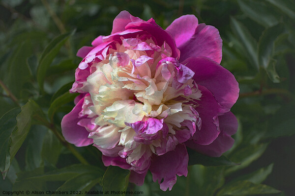 Chinese Peony Flower Picture Board by Alison Chambers