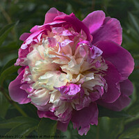 Buy canvas prints of Chinese Peony Flower by Alison Chambers