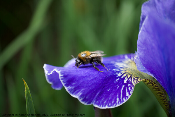 Bee on Iris Picture Board by Alison Chambers