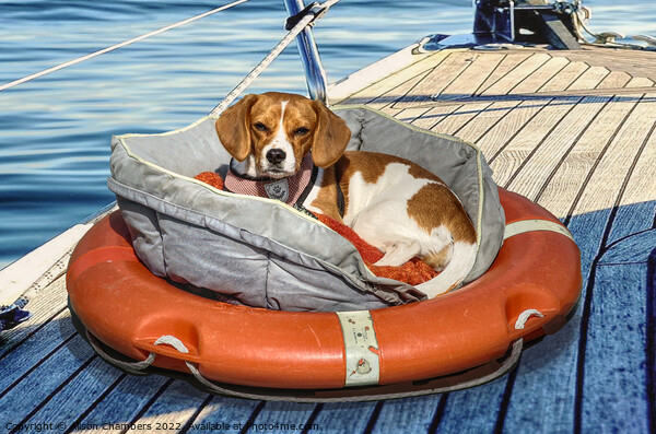 Seafaring Beagle Picture Board by Alison Chambers