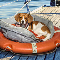Buy canvas prints of Seafaring Beagle by Alison Chambers
