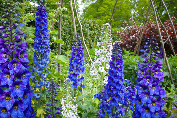 Delphiniums  Picture Board by Alison Chambers