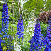 Buy canvas prints of Delphiniums  by Alison Chambers
