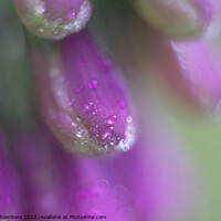 Buy canvas prints of Foxglove Dewdrops by Alison Chambers