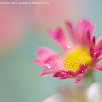 Buy canvas prints of Pink Daisy  by Alison Chambers