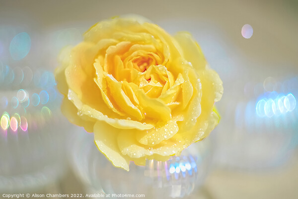 Yellow Rose Bokeh Picture Board by Alison Chambers