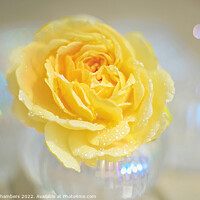 Buy canvas prints of Yellow Rose Bokeh by Alison Chambers