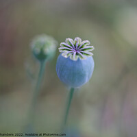 Buy canvas prints of Opium Poppy Seed Head by Alison Chambers