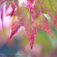 Buy canvas prints of Colourful Acer Leaves by Alison Chambers
