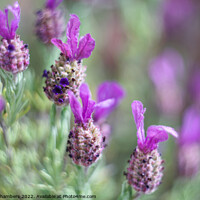 Buy canvas prints of French Lavender  by Alison Chambers