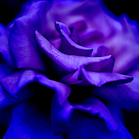 Buy canvas prints of Blue Rose by Alison Chambers