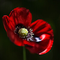 Buy canvas prints of Poppy Flower by Alison Chambers