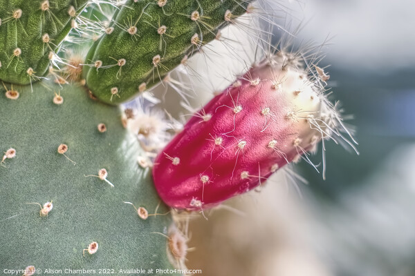 Prickly Pear Cactus Picture Board by Alison Chambers