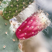Buy canvas prints of Prickly Pear Cactus by Alison Chambers