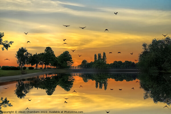 Pontefract Park Sunset Picture Board by Alison Chambers