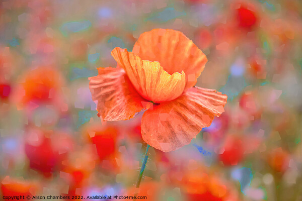 Poppy Flower Impressions Picture Board by Alison Chambers