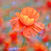 Buy canvas prints of Poppy Flower Impressions by Alison Chambers