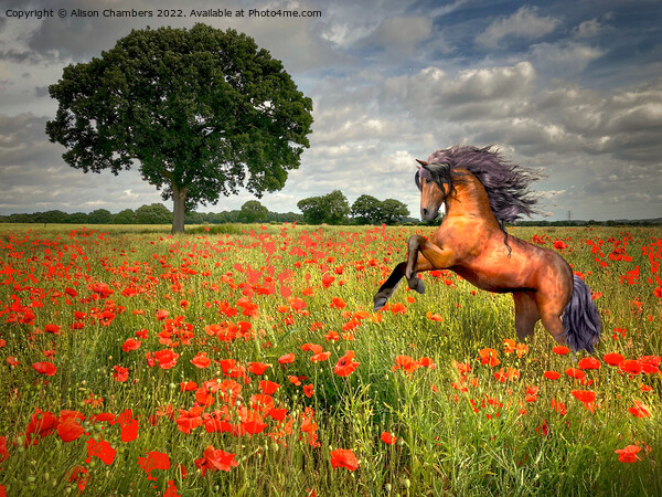 Horse In A Poppy Field Picture Board by Alison Chambers